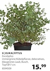 Aktuelles EUKALYPTUS Angebot bei Dehner Garten-Center in Münster ab 15,99 €