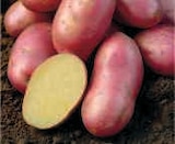 Semence de pommes de terre dans le catalogue Super U