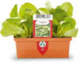 Kopfsalat im Angebot bei Netto Marken-Discount in Fürth Kopfsalat Angebote bei Netto Marken-Discount Fürth für 1,99 €