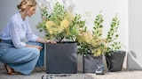 Dehner Garten-Center - Perückenstrauch 'Young Lady' Angebot im Prospekt Perückenstrauch 'Young Lady' bei Dehner Garten-Center im Prospekt "" für 15,99 €