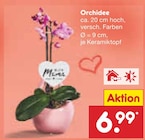 Netto Marken-Discount Norderwöhrden - Orchidee Angebot im Prospekt Orchidee bei Netto Marken-Discount im Norderwöhrden Prospekt für 6,99 €