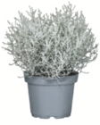 toom Baumarkt Blomberg - Silberblatt Angebot im Prospekt Silberblatt bei toom Baumarkt im Blomberg Prospekt für 0,79 €