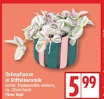 Grünpflanze in Riffelkeramik Angebote bei EDEKA Berlin für 5,99 €