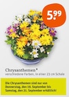 Chrysanthemen bei tegut im Schalkau Prospekt für 5,99 €