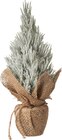 Tannenbaum im Jutesack Angebot in Bad Teinach-Zavelstein Tannenbaum im Jutesack im aktuellen Prospekt bei dm-drogerie markt in Bad Teinach-Zavelstein