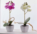 Orchidée rose - Gifi Orchidée rose à 2,99 € dans le catalogue Gifi