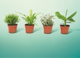 Plante verte pot 12 cm à 3,99 € dans le catalogue Netto