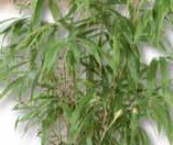Bambus Phyllostachys bei BAUHAUS in Augsburg Bambus Phyllostachys im Angebot bei BAUHAUS Augsburg für 29,95 €
