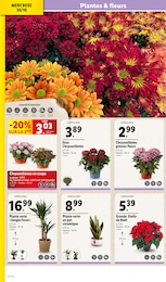 Offre Fleur En Pot dans le catalogue Lidl du moment à la page 6