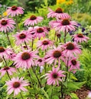 Hagebaumarkt Bruckerhof - Purpursonnenhut Angebot im Prospekt Purpursonnenhut bei Hagebaumarkt im Bruckerhof Prospekt für 9,99 €