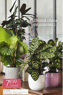 CALATHEA à Truffaut dans Chelles CALATHEA à Truffaut dans Chelles