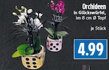 Orchideen in Glückswürfel Angebote bei EDEKA Gießen für 4,99 €