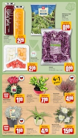 Blumen im REWE Prospekt in Bottrop Aktueller REWE Prospekt mit Blumen, "Dein Markt", Seite 9