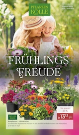Beetpflanzen Angebote im Prospekt "FRÜHLINGS-FREUDE" von Pflanzen Kölle auf Seite 1