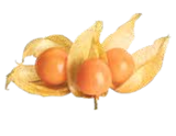 Physalis im V-Markt Prospekt Physalis von im aktuellen V-Markt Prospekt für 0,99 €