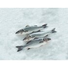 Bar - CARREFOUR dans le catalogue Carrefour