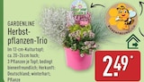 Herbstpflanzen-Trio von Gardenline im aktuellen ALDI Nord Prospekt