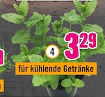 Bio-Minze „Hugo“ für 3,29 € bei Hornbach im Angebot Bio-Minze „Hugo“ im aktuellen Hornbach Prospekt