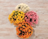 Chrysanthème - U en promo chez U Express Bordeaux à 13,98 €
