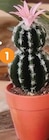 Cactus artificiel en pot à B&M dans Saint-Berthevin