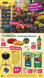 Blumenzwiebeln im Netto mit dem Scottie Prospekt in Brandenburg Aktueller Netto mit dem Scottie Prospekt mit Blumenzwiebeln, "Günstig. Besser. Für Dich.", Seite 18