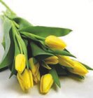 U Express Die - Promo Bouquet de 9 tulipes de glace Promo Bouquet de 9 tulipes de glace à 4,39 € dans le catalogue U Express à Die