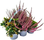 Herbstmix im Angebot bei Penny in Lippstadt Herbstmix Angebote bei Penny Lippstadt für 5,99 €