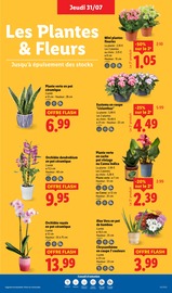 Plante Verte Angebote im Prospekt "Grandes marques minis prix" von Lidl Plante Verte Angebote im Prospekt "Grandes marques minis prix" von Lidl auf Seite 29