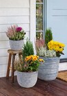 Bepflanztes Herbstarrangement im Angebot bei Netto Marken-Discount in Kamen Bepflanztes Herbstarrangement Angebote bei Netto Marken-Discount Kamen für 6,99 €