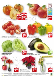 Pflanzen im EDEKA Prospekt in Lahr Aktueller EDEKA Prospekt mit Pflanzen, "Aktuelle Angebote", Seite 3