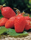 Promo Plants de fraisiers à 3,99 € dans le catalogue Super U à Wittelsheim