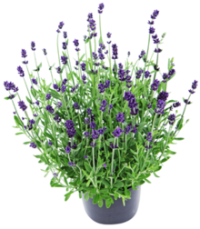 Kaufland Steinfeld - Lavendel Lavendel Angebot bei Kaufland Steinfeld im Prospekt "Essen ist entdecken"