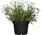 Aktuelle Blumen Angebote bei Globus-Baumarkt in Trier Aktuelles Alpen Edelweiß Angebot bei Globus-Baumarkt in Trier ab 2,99 €