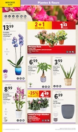 Offre Plante Vivace dans le catalogue Lidl du moment à la page 2