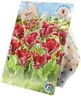 Aktuelle Tulpen Angebote bei Thomas Philipps in Köln Aktuelles Tulpen „Papagei“ Angebot bei Thomas Philipps in Köln ab 2,22 €