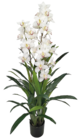 Cymbidium 30 fleurs et 60 feuilles en promo chez Maxi Bazar Cymbidium 30 fleurs et 60 feuilles dans le catalogue Maxi Bazar