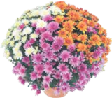 Chrysantheme Trio im V-Markt Prospekt Chrysantheme Trio von im aktuellen V-Markt Prospekt für 6,99 €