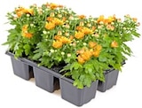 Thomas Philipps Ritschenhausen - Chrysanthemen Angebot im Prospekt Chrysanthemen bei Thomas Philipps im Ritschenhausen Prospekt für 3,59 €