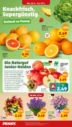 Orangen Angebot im aktuellen Penny-Markt Prospekt auf Seite 2