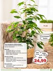 Ficus benjamina Angebote bei Garten-Center Nordharz GmbH & Co. KG Braunschweig für 24,99 €