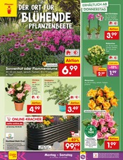 Pflanzen im Netto Marken-Discount Prospekt in Straubing Aktueller Netto Marken-Discount Prospekt mit Pflanzen, "Aktuelle Angebote", Seite 34