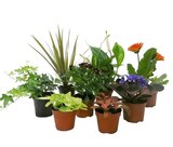 Plante verte ou fleurie à 1,79 € dans le catalogue Carrefour
