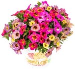 Aktuelles Zauberglöckchen Angebot bei REWE in Jena ab 2,49 €