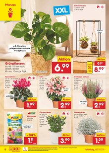 Grünpflanzen im aktuellen Netto Marken-Discount Prospekt (Mönchengladbach) Grünpflanzen im Netto Marken-Discount Prospekt "Aktuelle Angebote" mit 51 Seiten (Mönchengladbach)
