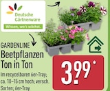 Gardenline Beetpflanzen Ton in Ton Angebote von Deutsche Gärtnerware bei ALDI Nord Paderborn für 3,99 €