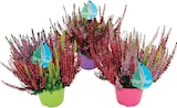 Promo Bruyère Calluna Tricolore Pot Couleur 13 cm à 4,49 € dans le catalogue Intermarché Contact à Rozoy-sur-Serre
