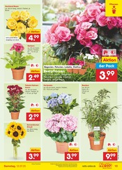 Ähnliche Angebote wie Rhododendron im Prospekt "Aktuelle Angebote" auf Seite 15 von Netto Marken-Discount in Leipzig