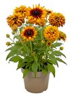 Sonnenhut Angebote bei Hagebaumarkt Dinslaken für 9,99 €