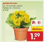 gefüllte Primeln Angebote bei Netto Marken-Discount Troisdorf für 1,29 €