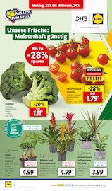 Grünpflanzen kaufen in Stendal - günstige Angebote in Stendal